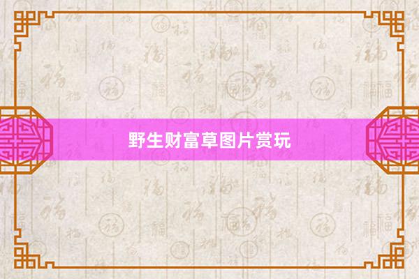 野生财富草图片赏玩